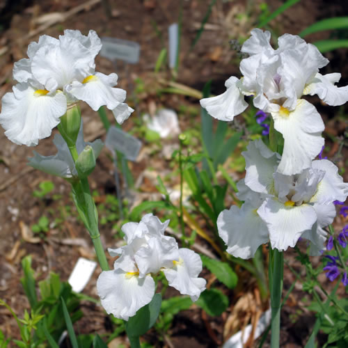 Iris germanica (border bearded) Fleece as White